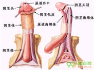 包皮龟头炎