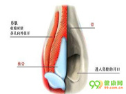 鼻中隔血肿