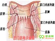 肛门异位